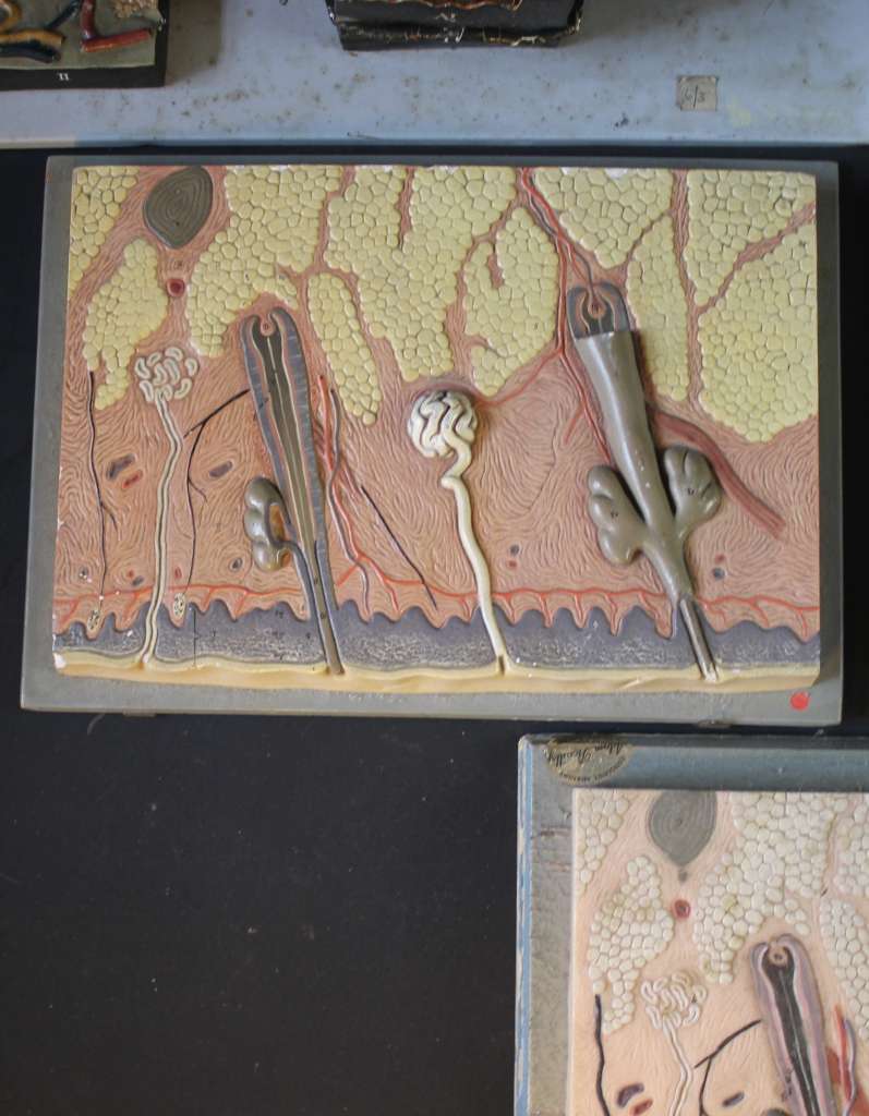 Anatomy plaques by Adam Rouilly