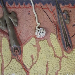 Collection of Anatomy Osteology wall hanging plaques by Adam Rouilly